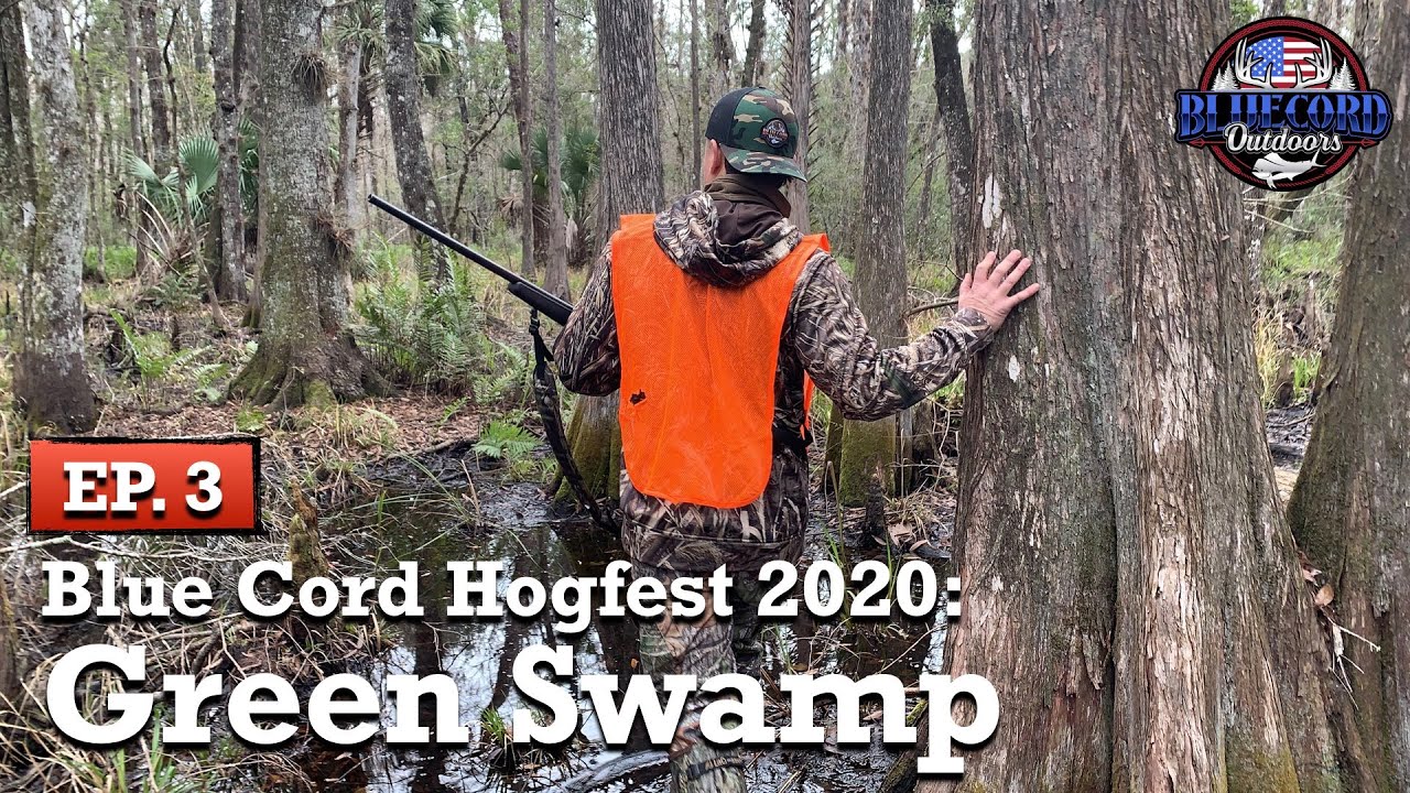 Trying to Find HOGS in GREEN SWAMP WMA FLORIDA