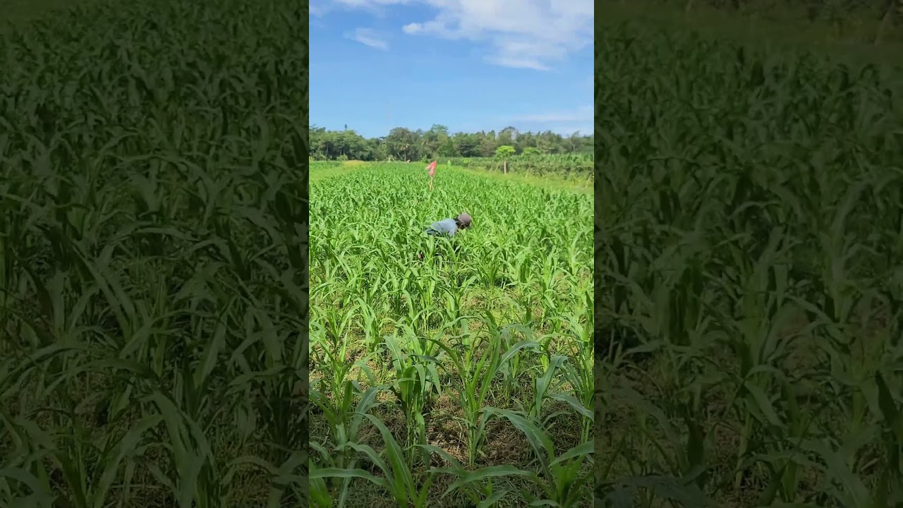 easy way to care for corn plants by removing weeds #shorts