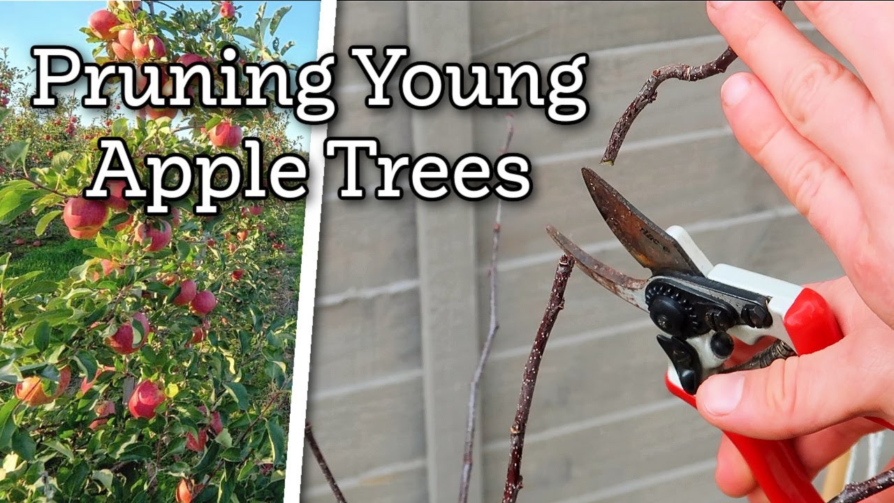 Learning to Prune Young Apple Trees: My First Try with the Central Leader Method