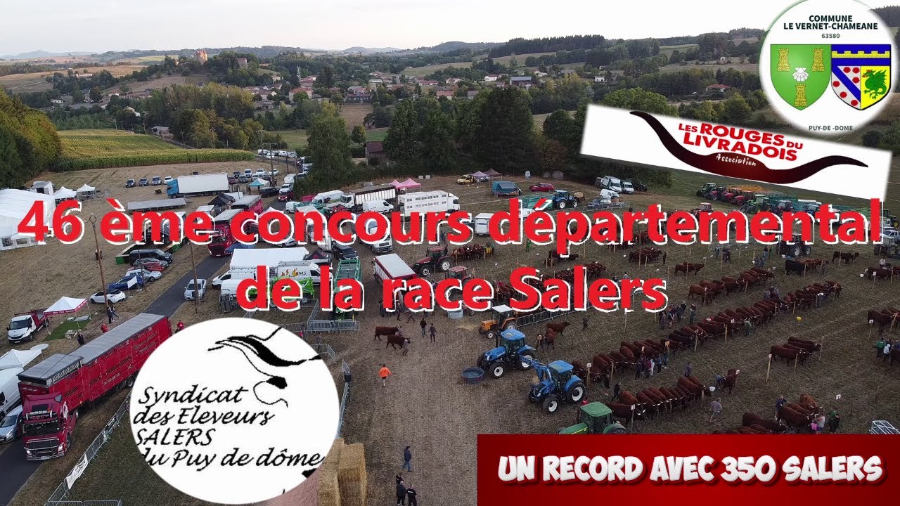 Concours départemental de la race salers au Vernet-Chaméane