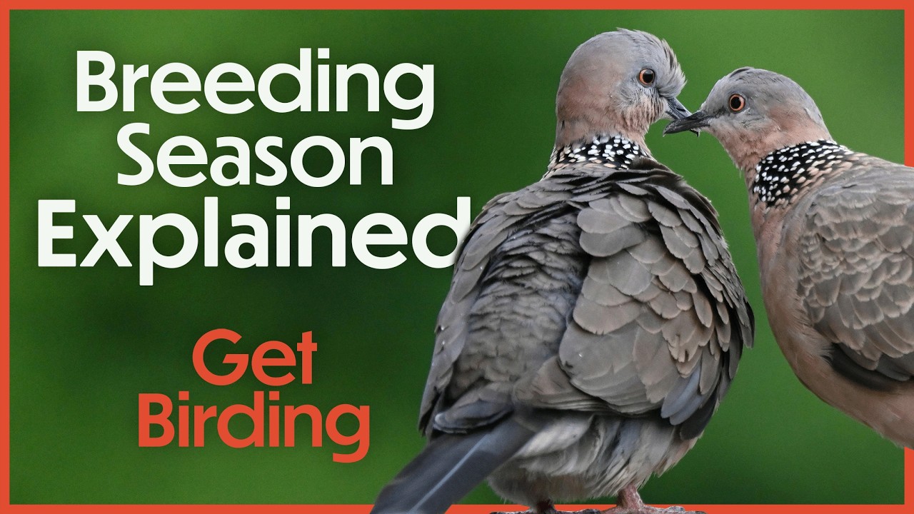 Spring Migration & Breeding Season Explained! | Birdwatching for Beginners | Get Birding Podcast