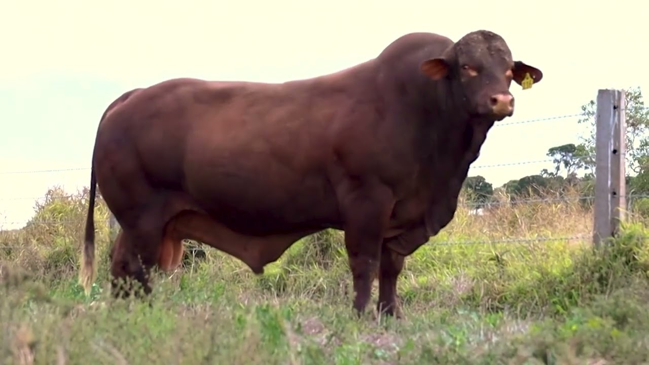 Discover Santa Gertrudis – Australia’s Premium Beef Breed