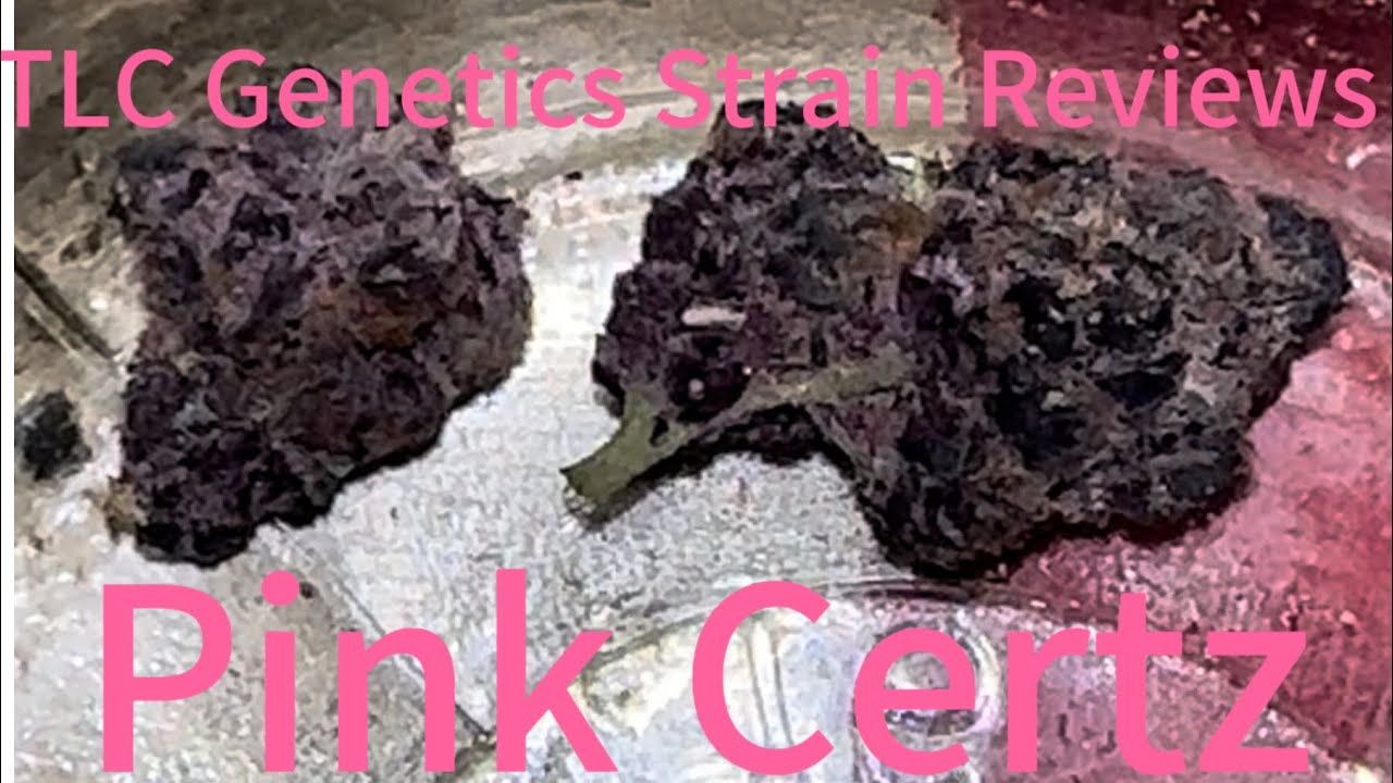 The TLC Genetic Show : Pink Certz (Strain Review)