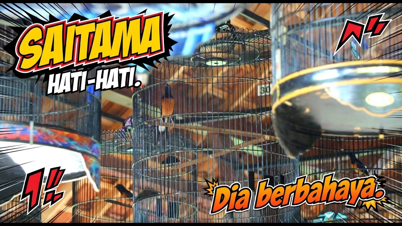 SAITAMA, Murai ini berbahaya ?