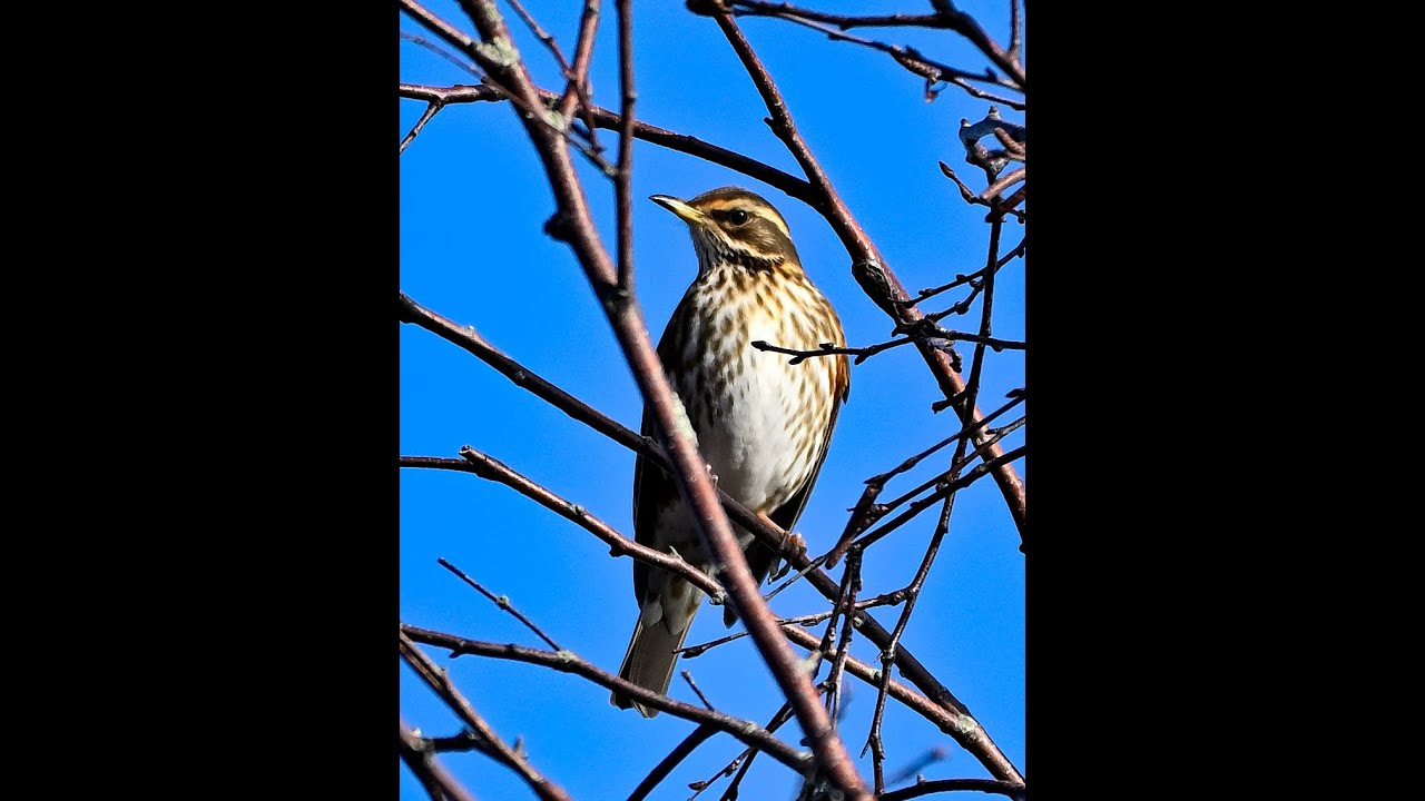 some good stuff from Poole park over the past couple of days 29/01/26 if i do say so myself. #birds