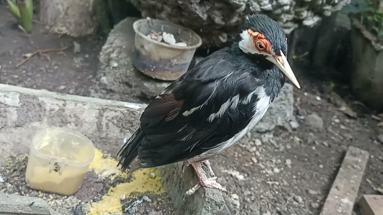 Starlings in the aviary 