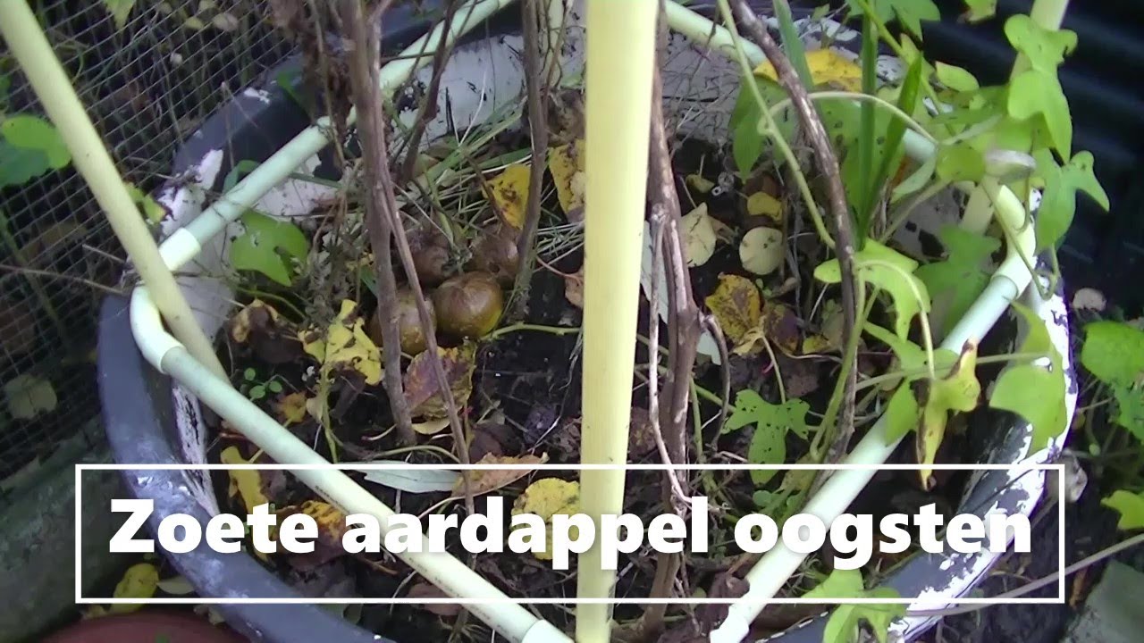 zoete aardappel oogsten, SE3D89, 2020