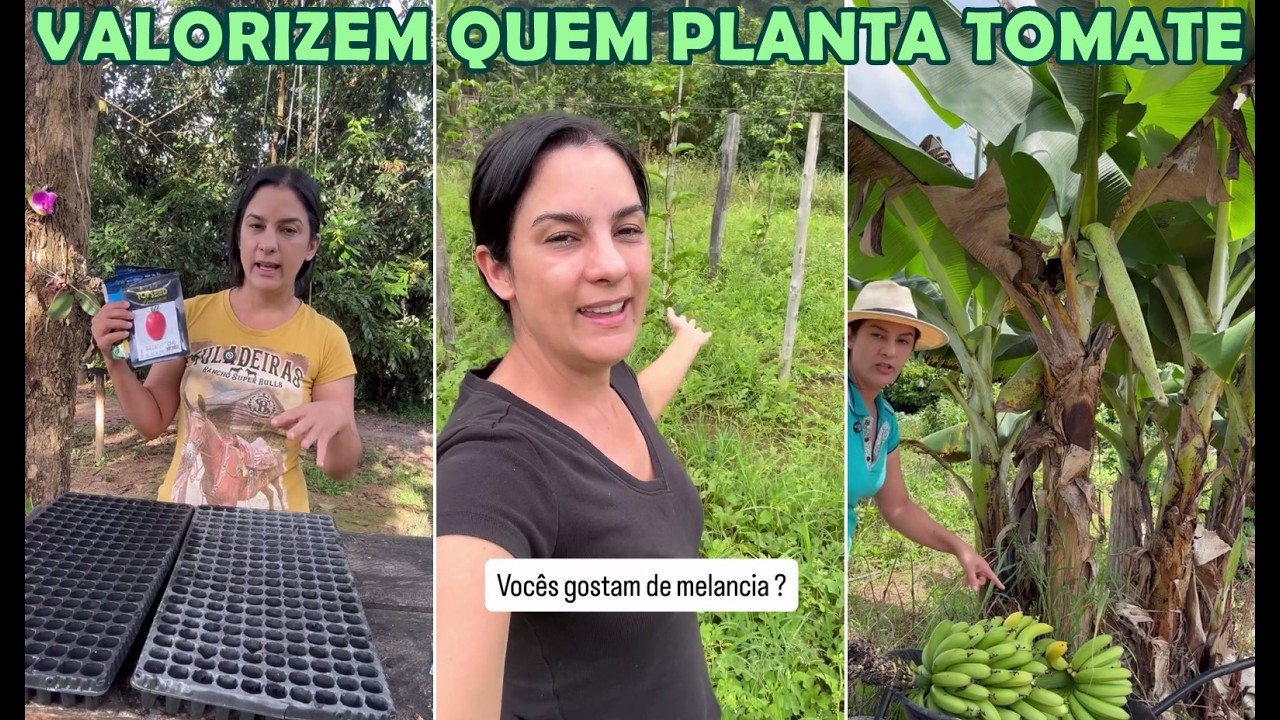 Cleide Lifestyle plantando sementes de tomate caríssimas + Colhendo banana + Respondendo perguntas