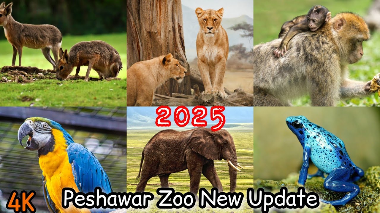 PESHAWAR ZOO | ZOO PESHAWAR NEW UPDATE 2025 | KHYBER PAKHTUNKHWA | MR KHAN TV VLOG