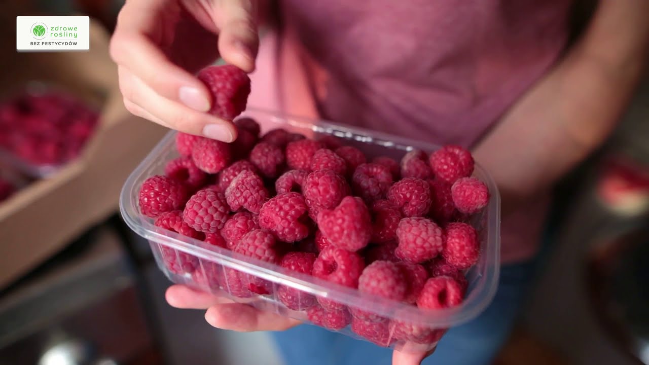 Malinowy zbi&oacute;r pod osłonami z preparatami ICB Pharma Crop Solutions