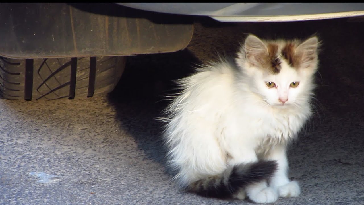 Kitten under the car and family cats very hungry