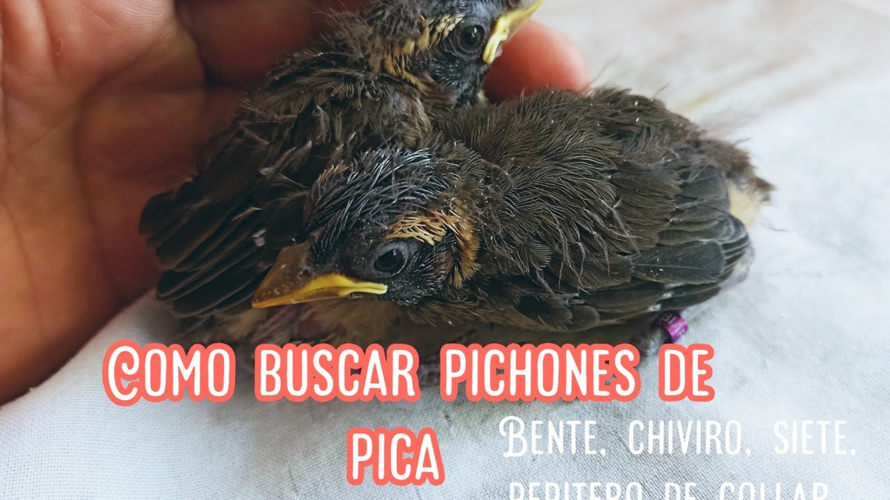 Como buscar nidos de pica o chiviro, pepitero.