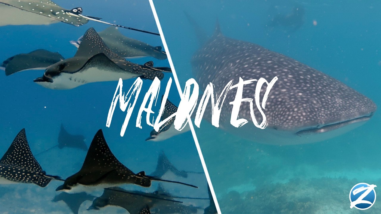 Unreal Underwater Encounters: The Southern Cross Expedition | ZCUBA | Odyssey Divers Taiwan