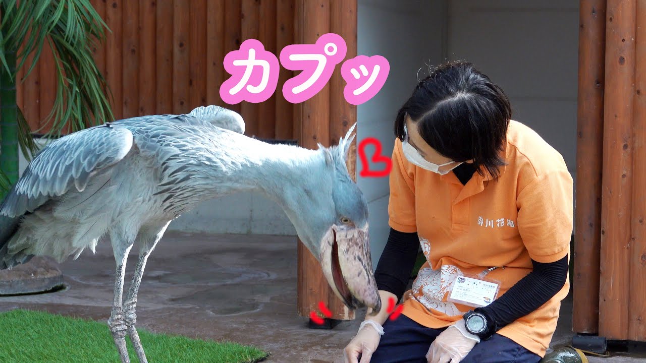大好きな飼育員さんとまだまだ遊びたいハシビロコウのふたばちゃん!【夏のふたば2021】Summer Futaba 2021-20 FUTABA
