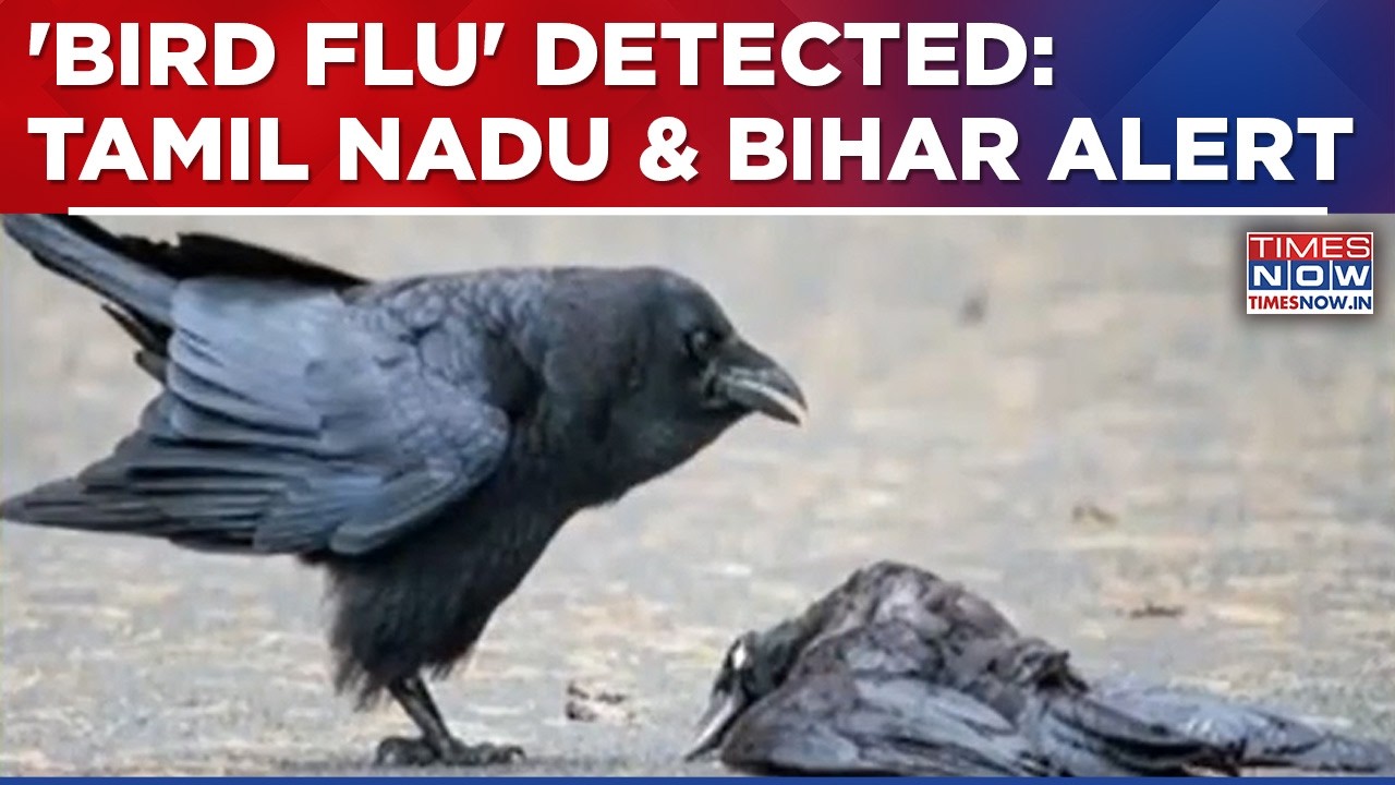 Breaking News: Bird Flu In Tamil Nadu & Bihar? State Agencies On Alert | Sources Tell Times Now...