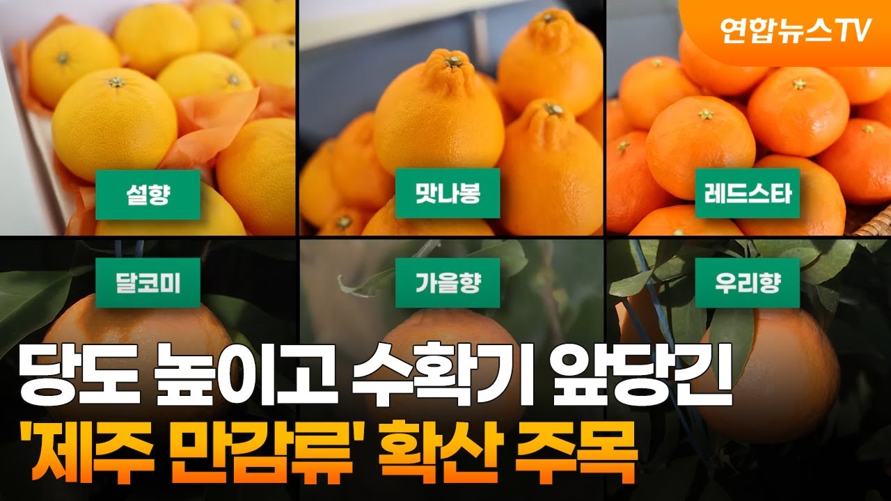 당도 높이고 수확기 앞당긴 '제주 만감류' 확산 주목 / 연합뉴스TV (YonhapnewsTV)