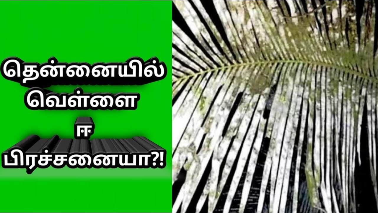 118 : வெள்ளை ஈ பிரச்சினையை கட்டுப்படுத்துவது எப்படி?