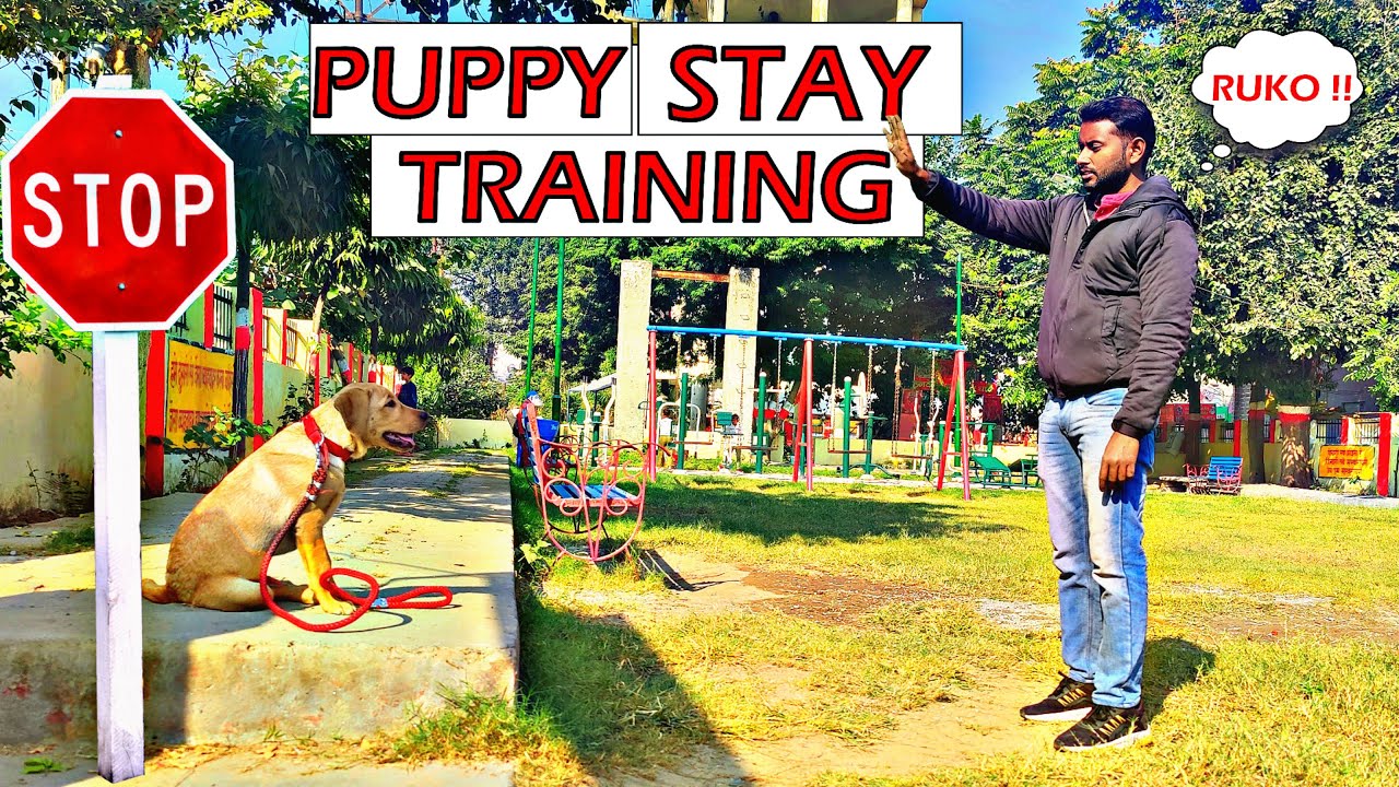 How to Teach your Dog or Puppy to Stay | Labrador Puppy training tutorial