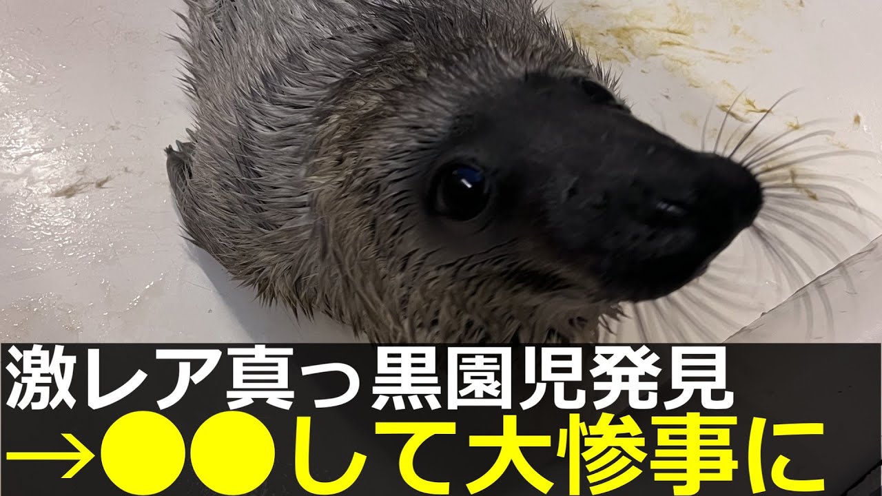 アザラシ幼稚園、激レア黒園児がヤバい行動に→心まで真っ黒だった