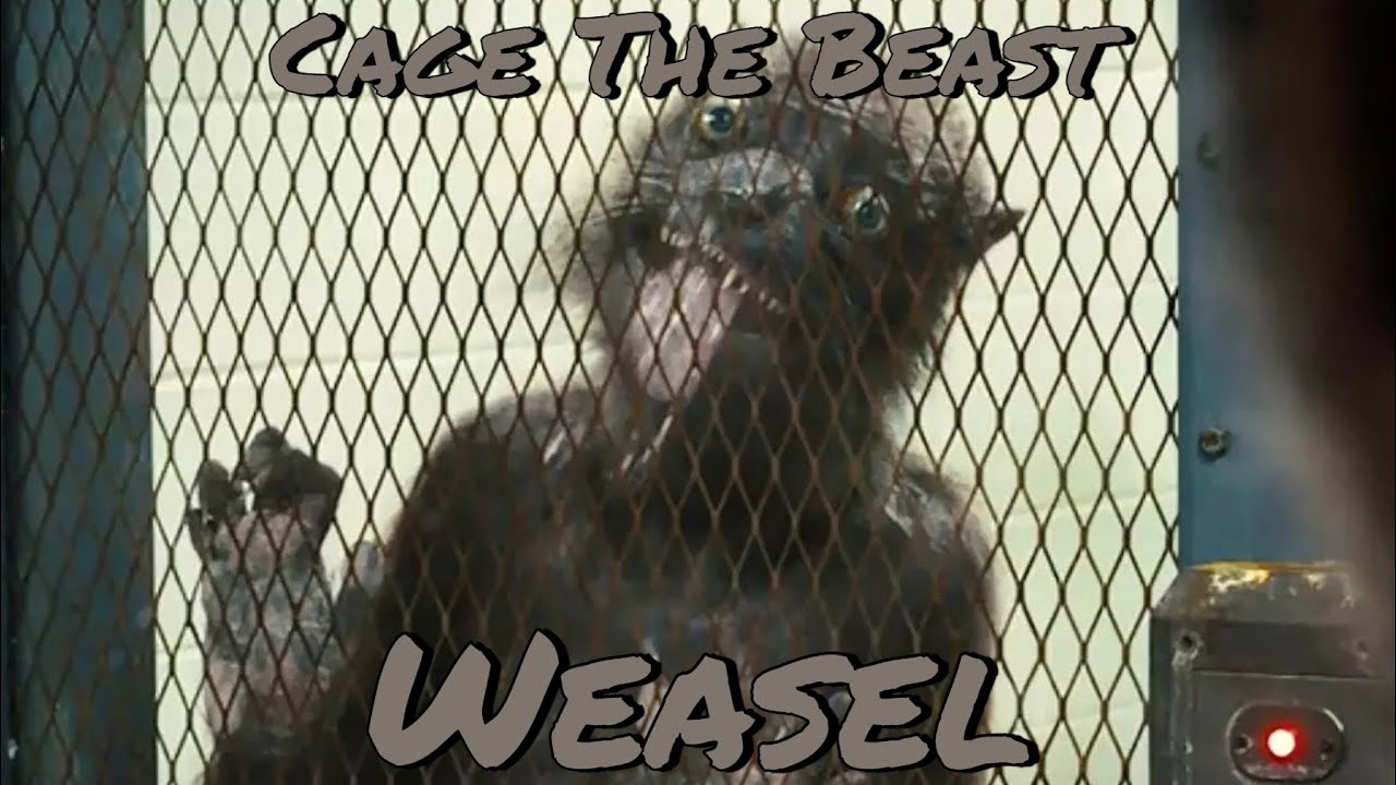 The Weasel Tribute