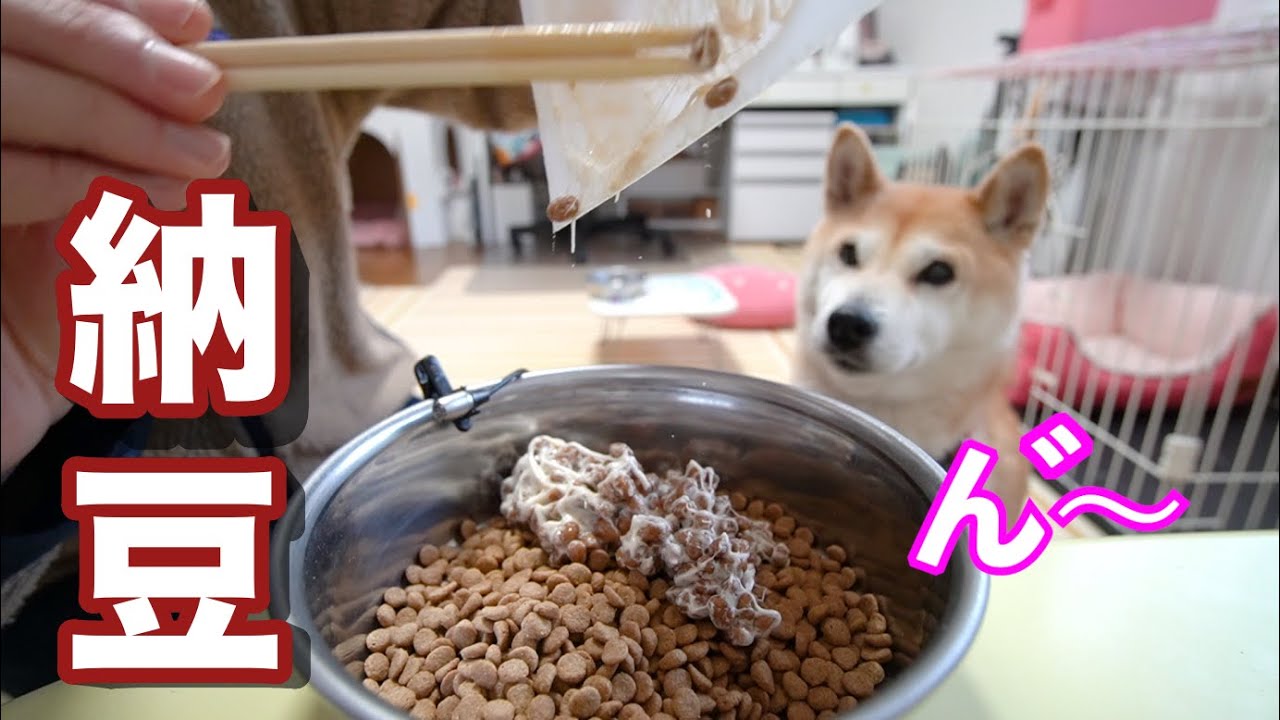 「ん」に濁点。独特の発声で催促する柴犬　久しぶりの納豆
