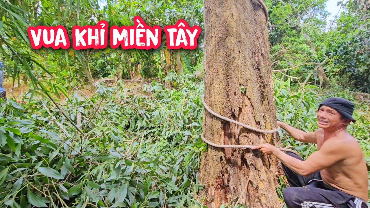 Cho&aacute;ng ngộp !!! Vua Khỉ cưa v&agrave;  treo nguy&ecirc;n th&acirc;n c&acirc;y Tr&agrave;m Ch.ết kh&ocirc; ngay ng&agrave;y Tết Nữa năm.