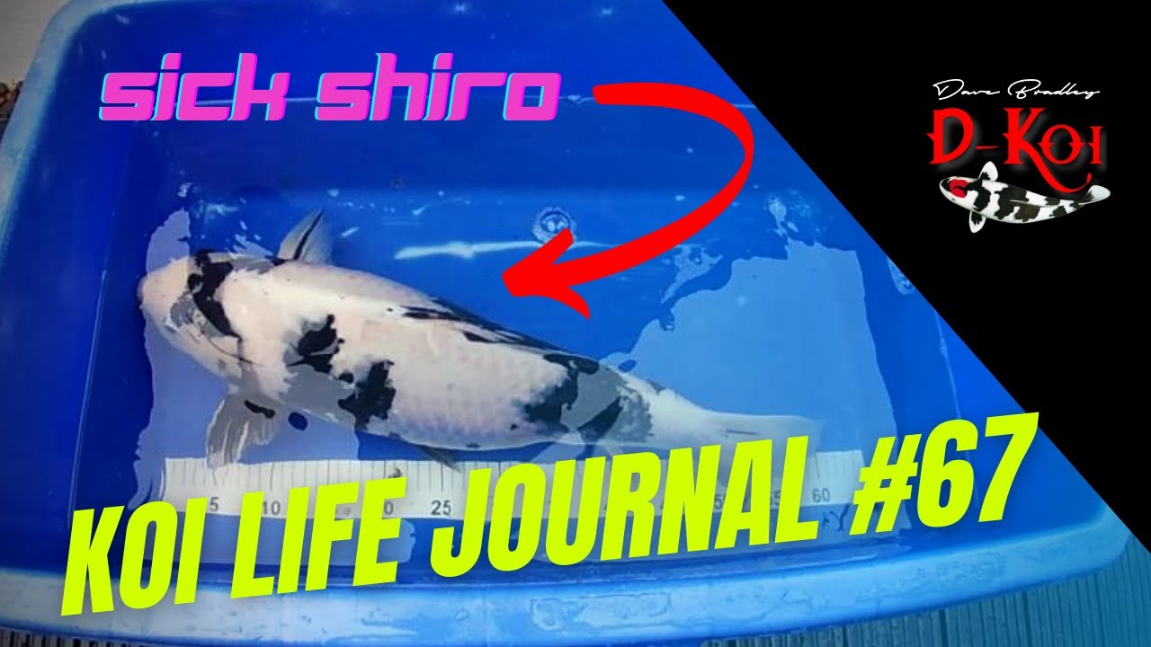 PUTTING THE SAIL UP ABOVE THE POND | BACTERIAL INFECTION SHIRO UTSURI | KLJ#67