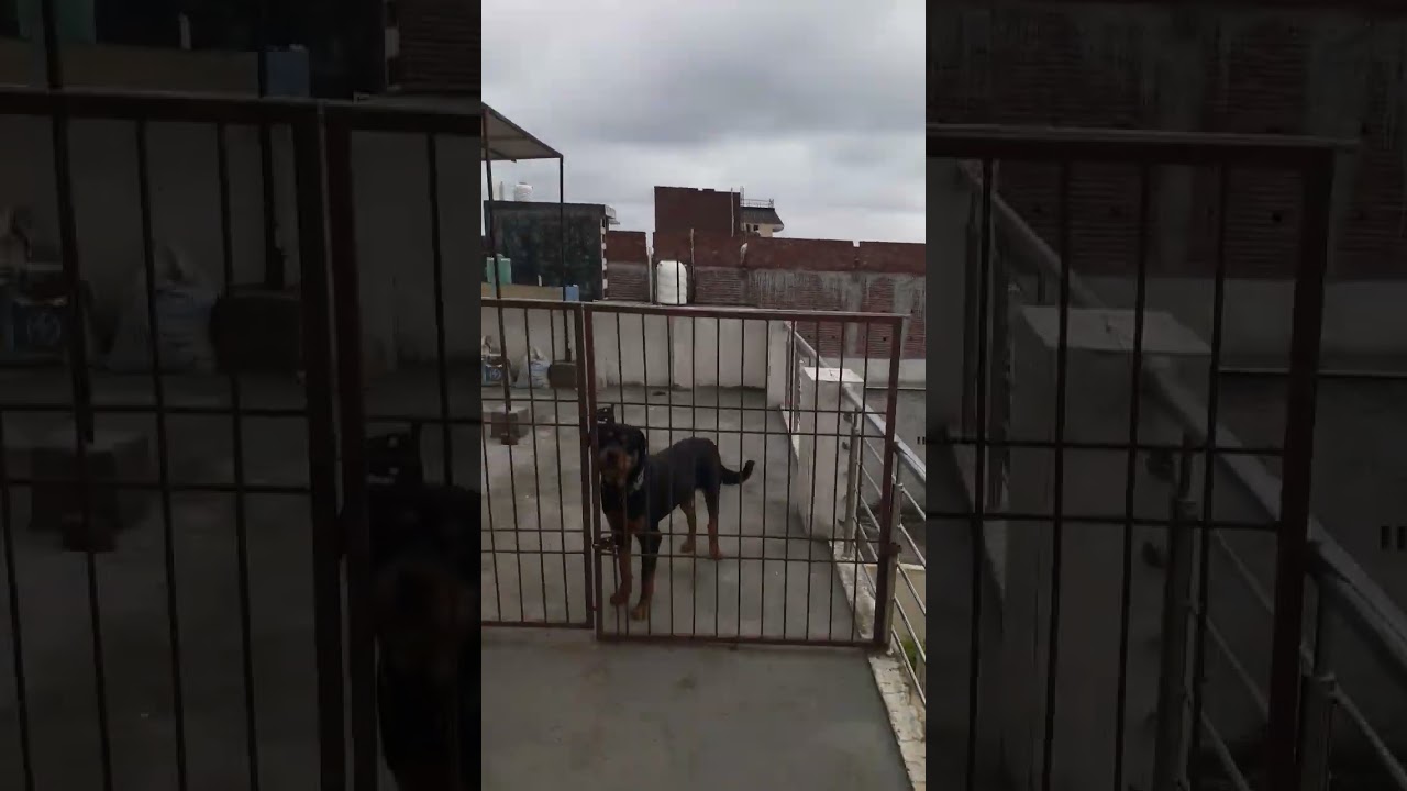 power of Rottweiler                         #asfilms #shorts