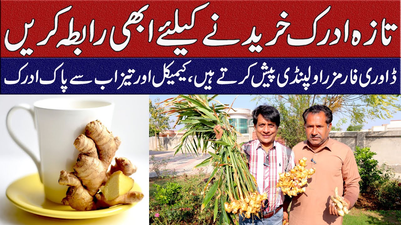 GINGER  Buying Guide 🌱| Dawri Farms Rawalpindi