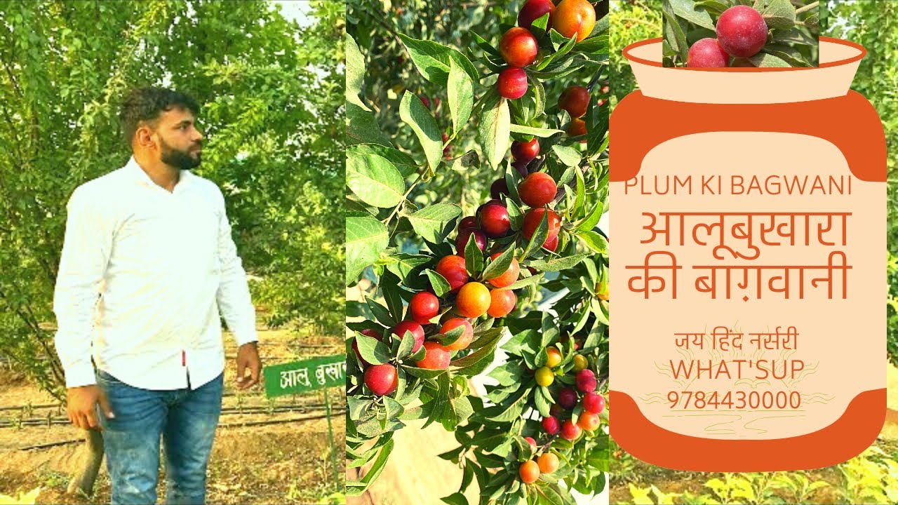 Alubhukara(आलूबुख़ारा) की बाग़वानी अब पूरे भारत में करें। Hot climate plum farming, #JHN