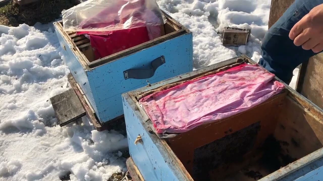 Ruski pčelar Sergej Gopka 500+ Razmeštanje pčela iz zajedničkih stanova