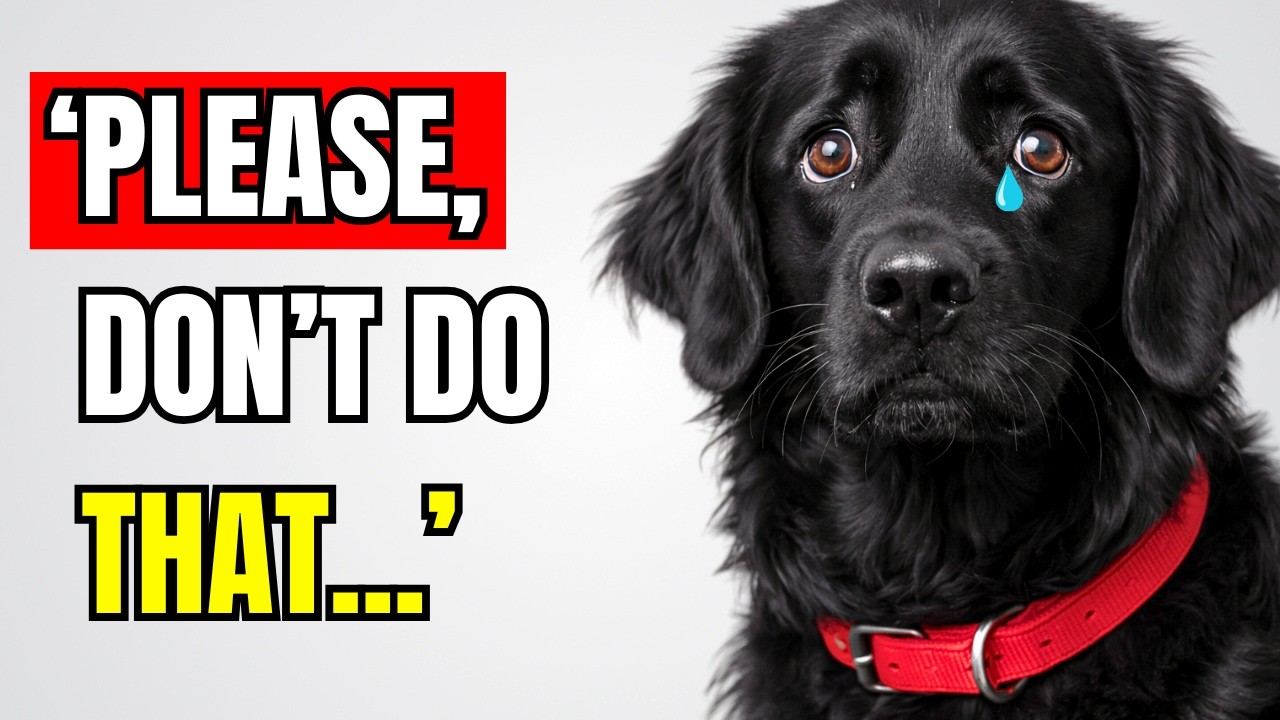 THESE 10 Habits Will DESTROY Your Dog's Trust Forever!