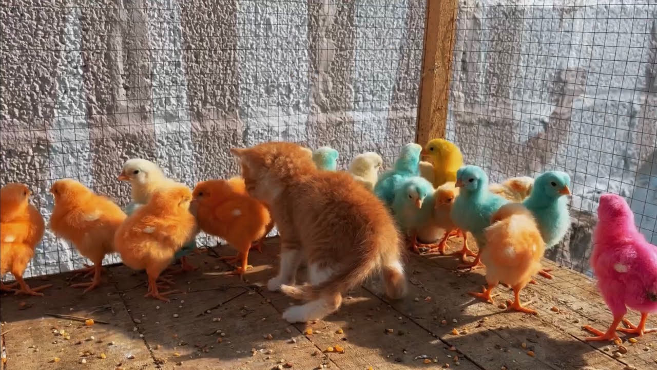 BABY CAT PRANK WITH COLOUR CHICKS WENT WRONG😨CAT ATTACK ON CHICKS🐥