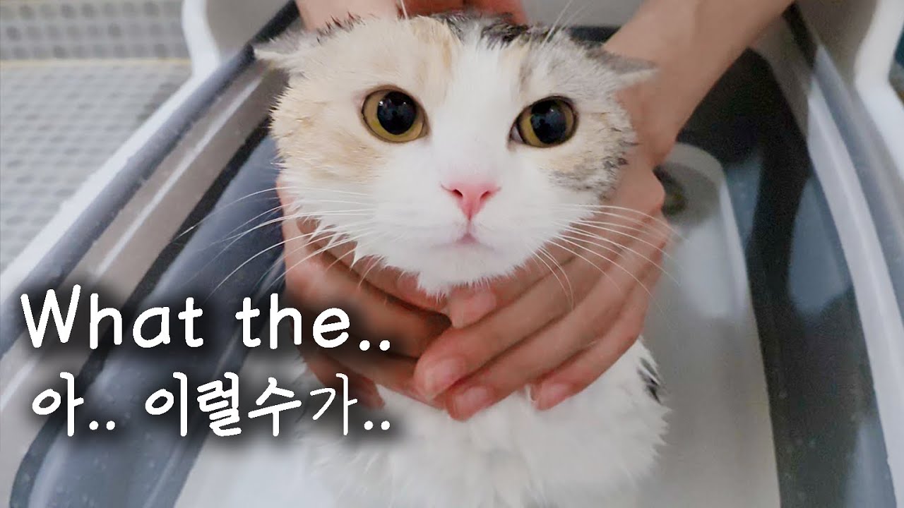 First Bath for My Kitten! (A BATH-LOVING CAT!?)