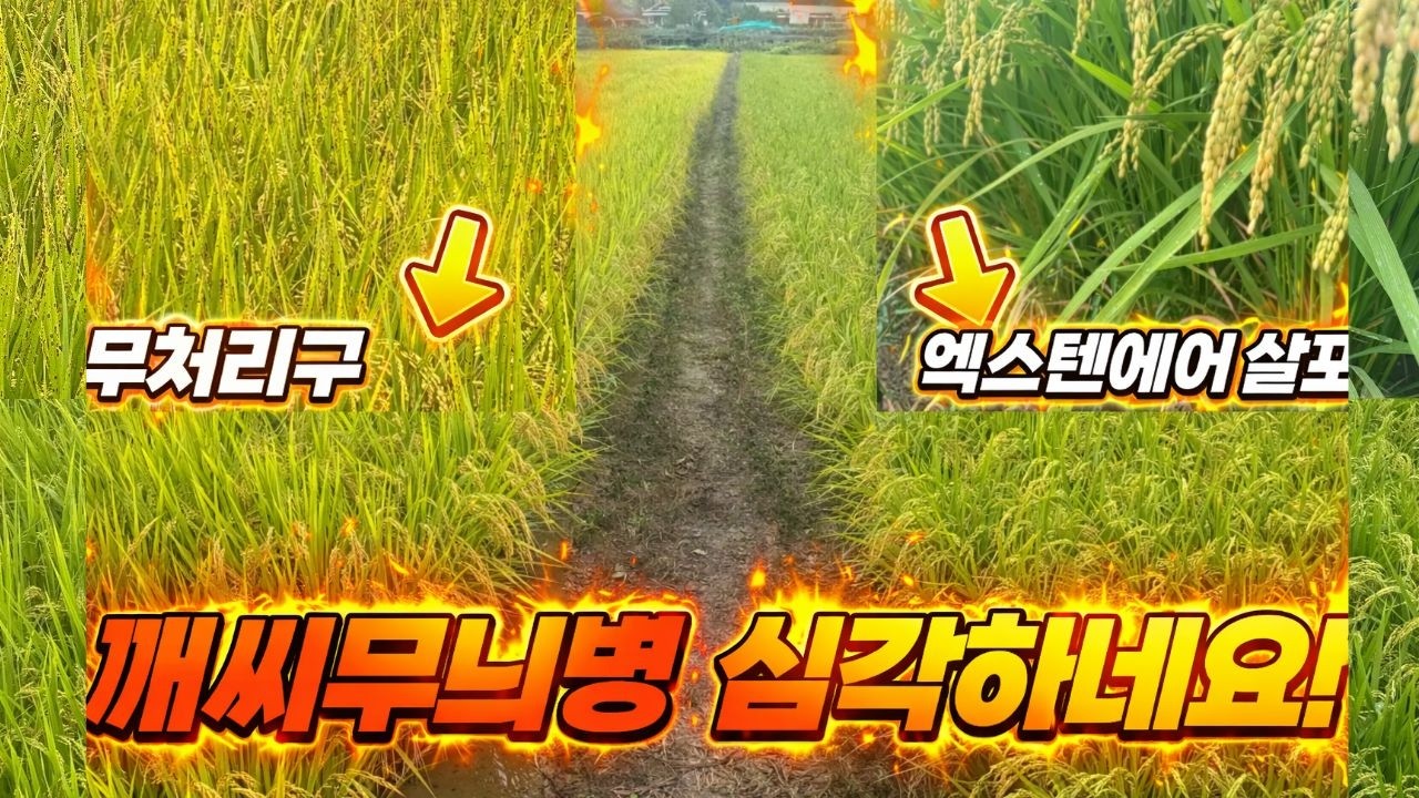깨씨무늬병이 정말 심각할 정도로 발병했습니다. 살균제 예장 살포와 엑스텐에어로 양분 공급을 해주세요. #깨씨무늬병 #엑스텐에어 #살균제 #드론방제