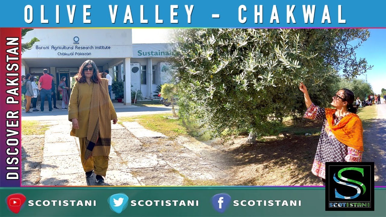Olive Valley -Chakwal