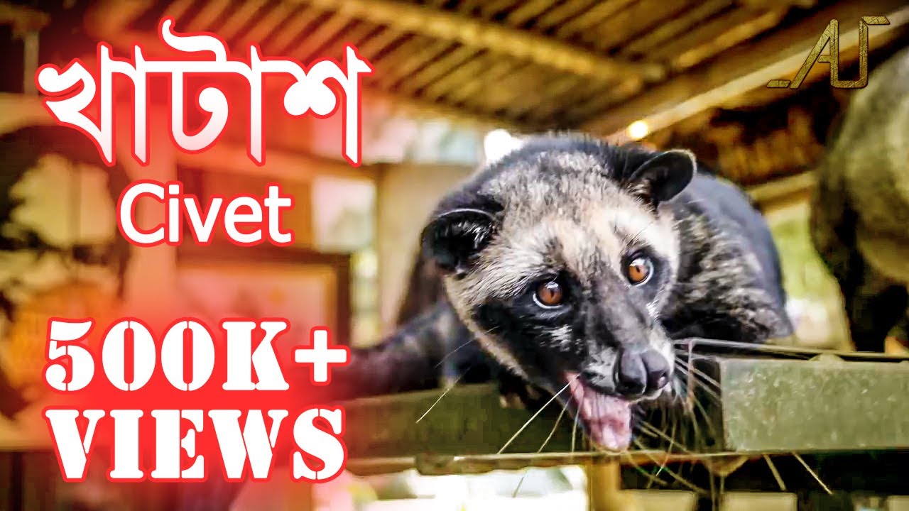 খাটাশ | গন্ধগোকুল | Civet | Another Update