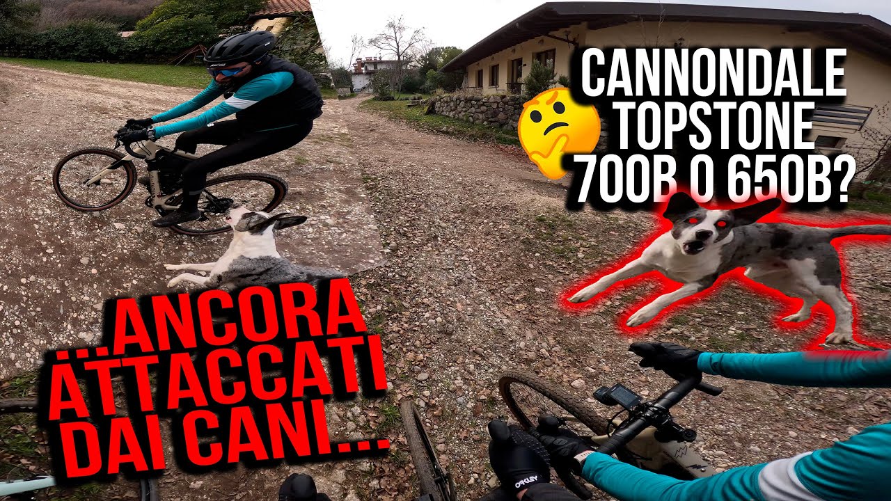ATTACCATI DAI CANI! TOPSTONE 700C VS 27,5