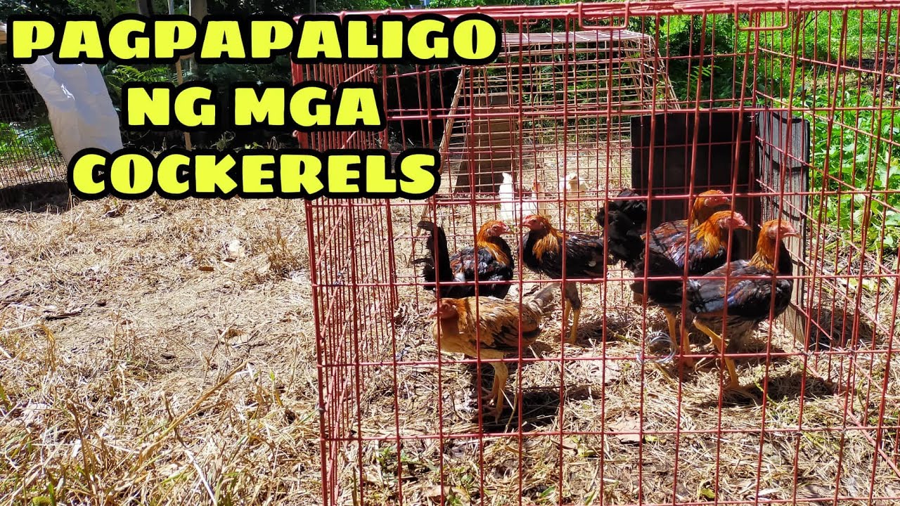 PAGPAPALIGO NG COCKERELS || BALERIANS GAMEYARD