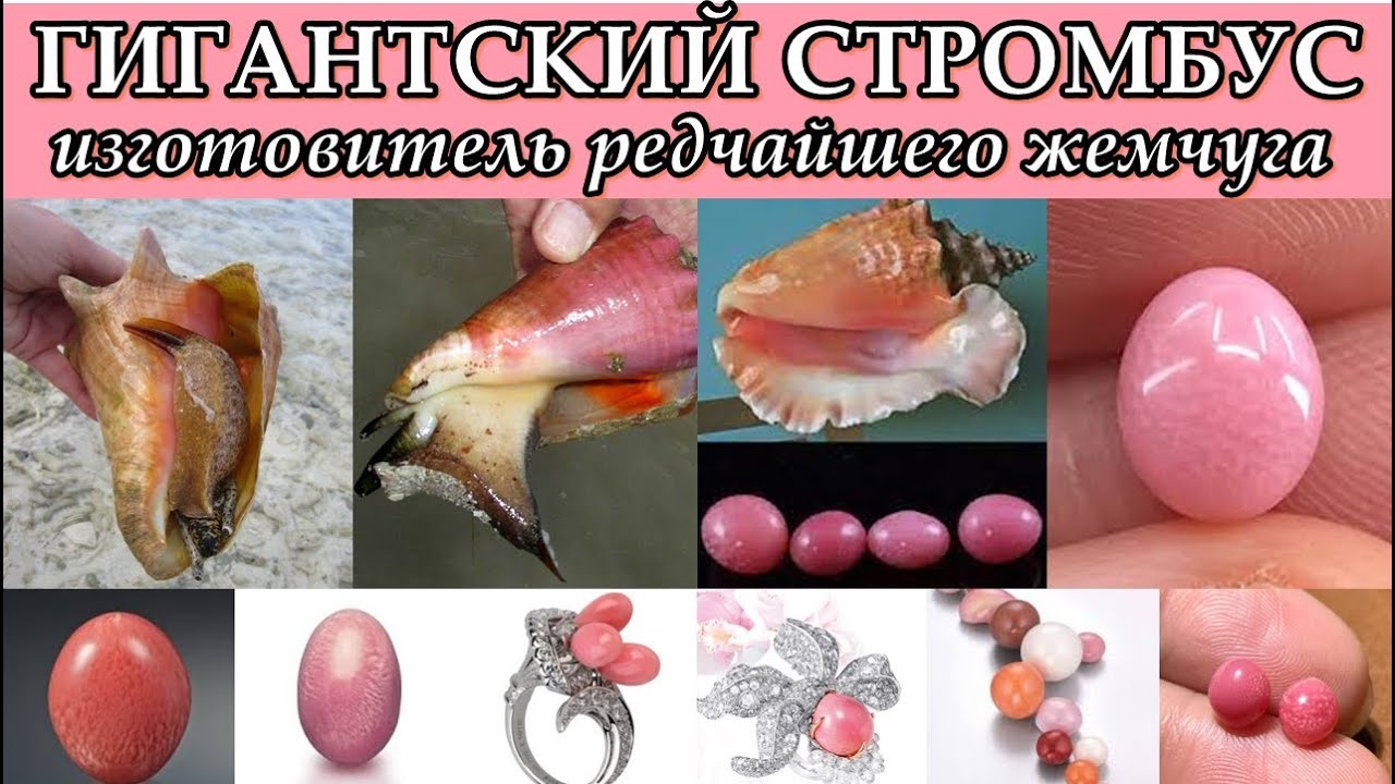 ГИГАНТСКИЙ СТРОМБУС - Изготовитель редчайшего жемчуга