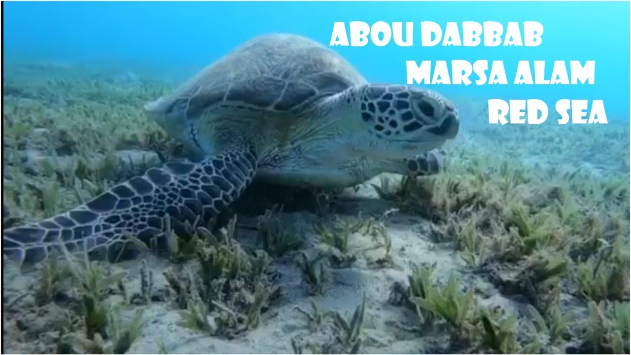 Abou Dabbab Marsa Alam Gopro 2020شاطئ أبودباب مرسي علم أفضل شواطئ الغطس