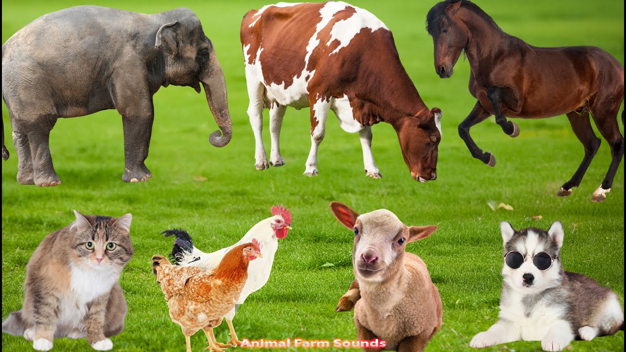 Farm Animal Sounds: Cow, Sheep, Cat, Dog, Chicken,  Duck, Pig, Goat - Animal Video