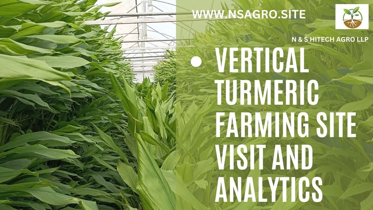 Vertical Farming Turmeric Full Site Visit & Analytics