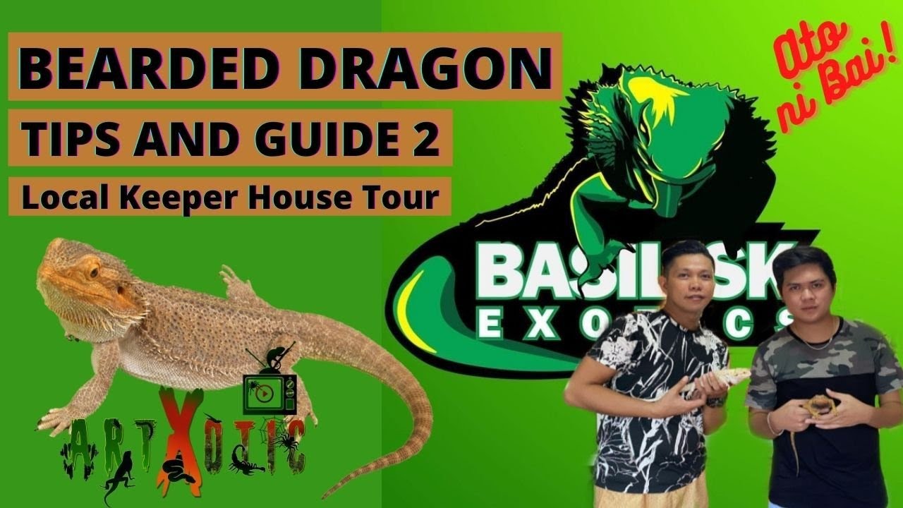 BEARDED DRAGON- TIPS AND GUIDE 2: Local Keeper House Tour