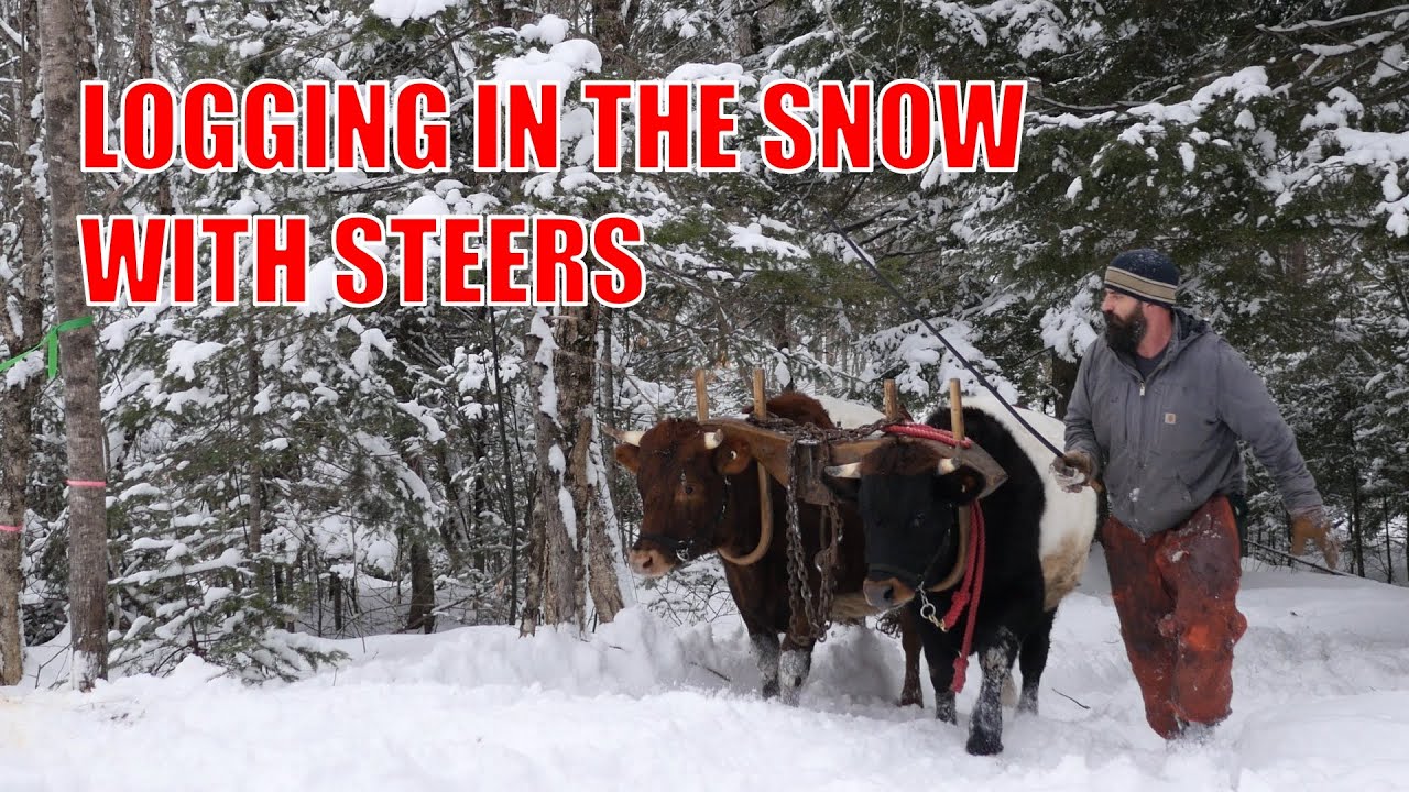LOGGING WITH STEERS - FUTURE OXEN