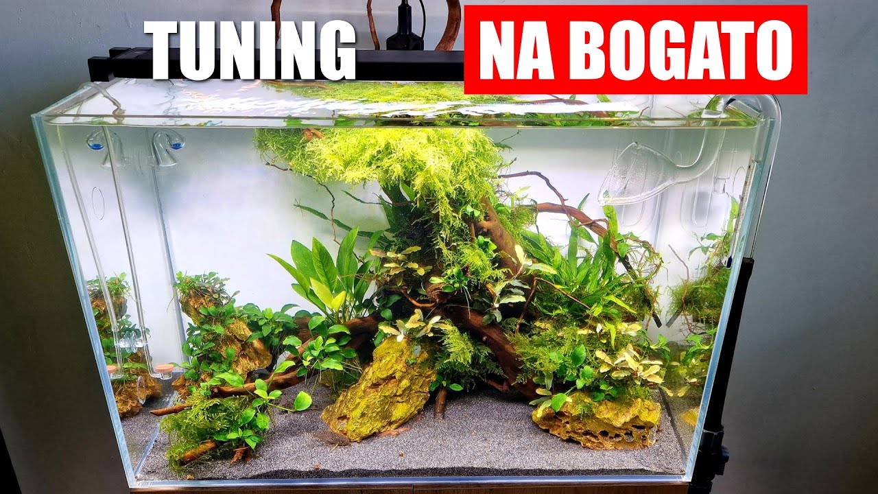 Tuning Kiryskarium Low Tech - na bogato