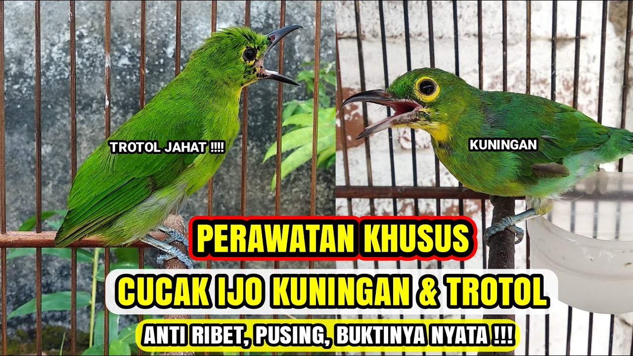 BONGKAR !!! INILAH PERAWATAN IJO KUNINGAN & TROTOL CEPAT NGEPLONG & GACOR !!!