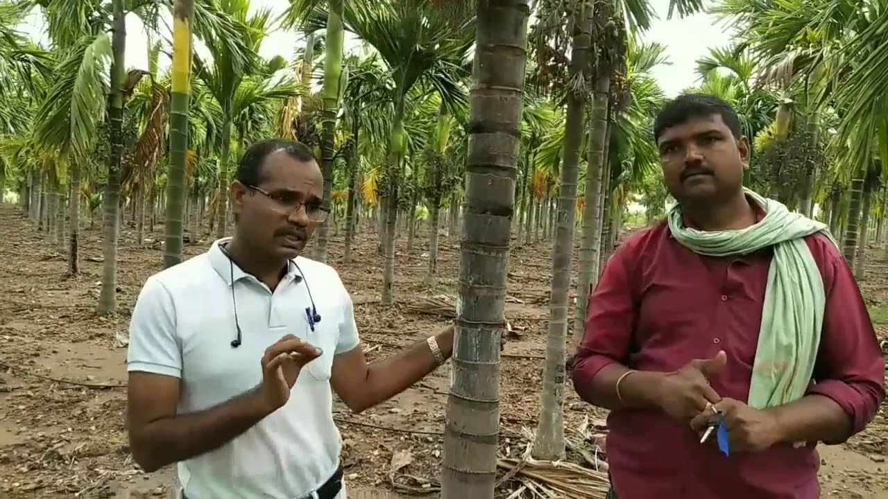 Arecanut Farmer opinion our Solutions