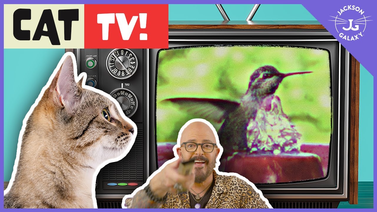Cat TV: Keep Your Cats Entertained Every Day!