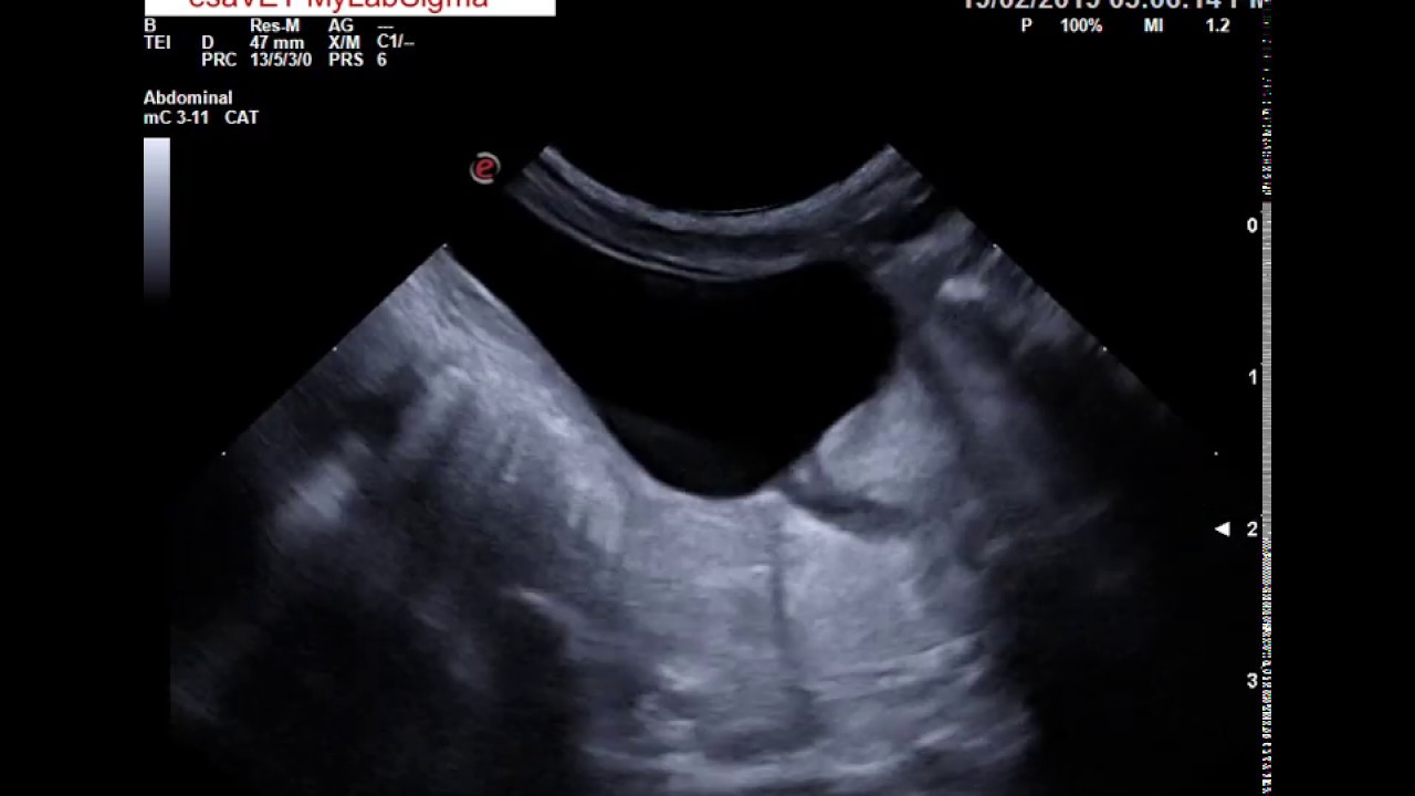esaVET esaote MyLab Sigma - dog renal displasia and bladder disfunction